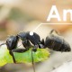 フォトショップのカスタムブラシで蟻の行列を描く